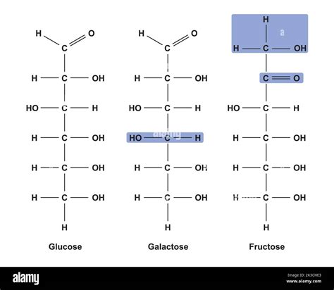 Ilustración química de los monosacáridos. Glucosa, fructosa y galactosa ...