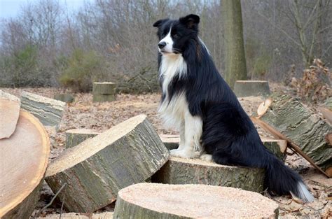 Cómo saber si un Border Collie es puro elbordercollie es