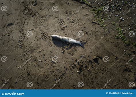 Dead Fish On The Beach Water Pollution Concept Caspian Sea Stock Photo