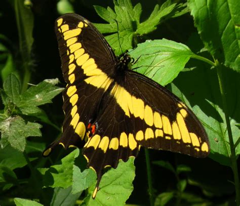 Butterfly Identification Guide: 27 Types of Butterflies (With Photos ...