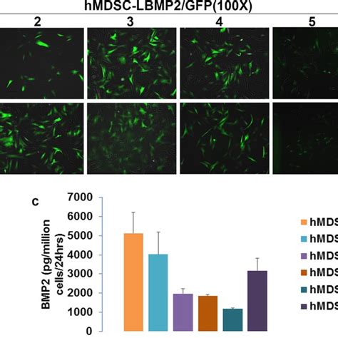 Lenti Viral Transduction And Flow Cytometry Sorting Of Gfp Positive