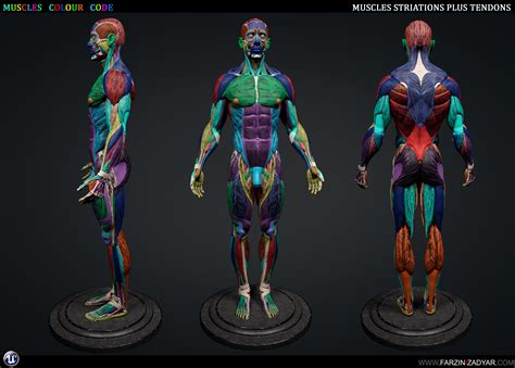 Human Anatomy Kit Polycount