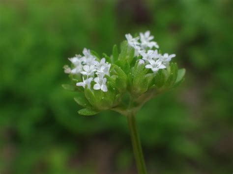 Common Cornsalad Valerianella Locusta Inaturalist