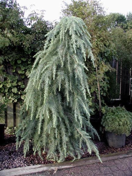 Full Size Picture Of Deodar Cedar Himalayan Cedar Cedrus Deodara