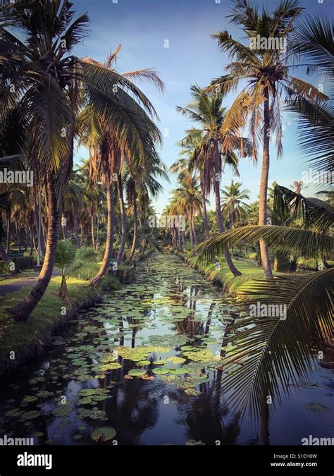 Coconut Farm Thailand Hi Res Stock Photography And Images Alamy