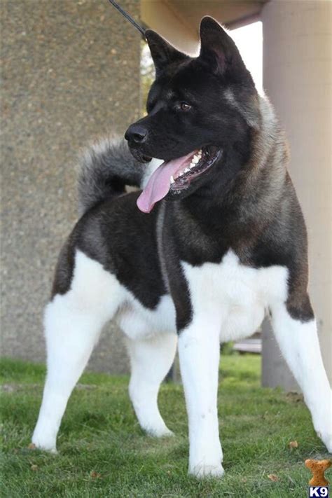 37 Dogs With Amazingly Unique Markings Chien Akita Chien Photo Chien