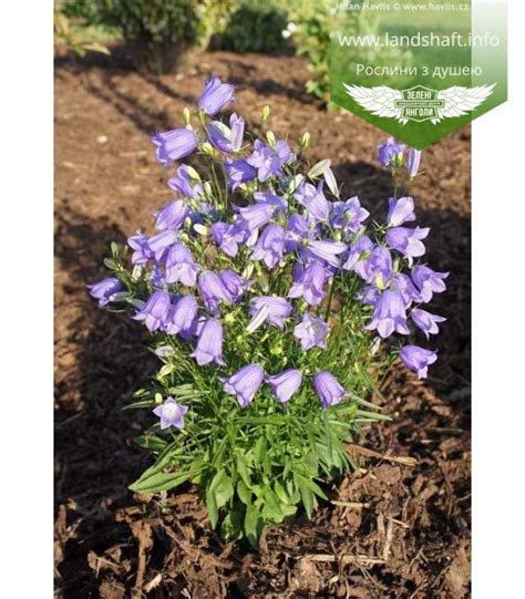 Campanula rotundifolia Thumbell Blue Колокольчик круглолистный