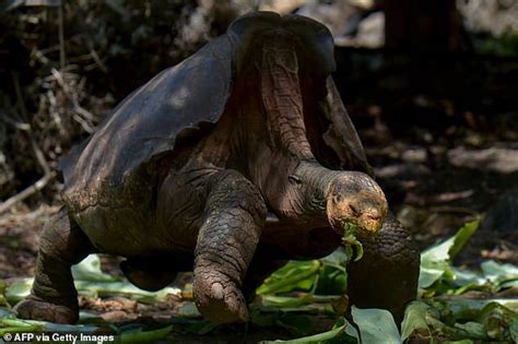 Heroic Father Of 800 100 Year Old Diego The Tortoise Who Saved His