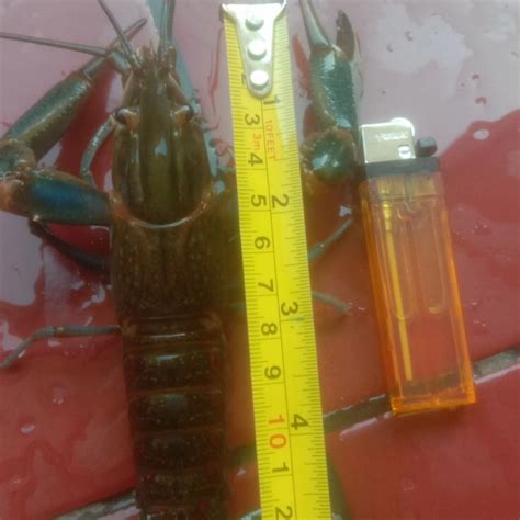 Jual INDUK SUPER LOBSTER AIR TAWAR 5 INCH JENIS KONSUMSI BERGARANSI