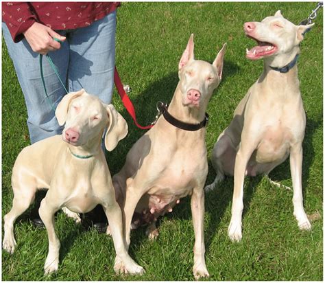 White Doberman Pinscher With Blue Eyes