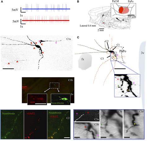 Neuron Mm15 A Spike Trains Under Basal Blue Trace And Hypertonic