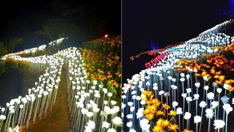 Mirador El Quetzal De Rosas Un Espacio Lleno De Flores Y Rosas