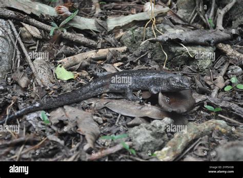 island ground skink leiolopisma telfairii stock photo alamy