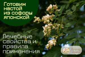 Софора японская – настойка для вашего здоровья