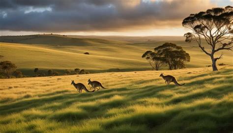 Where can kangaroos be found in the wild?