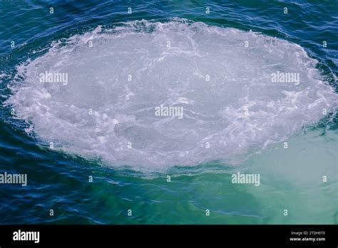 Sign Of Humpback Whales Bubble Netting Stock Photo Alamy