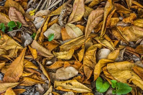 Premium Photo Directly Above View Of Fallen Dry Leaves