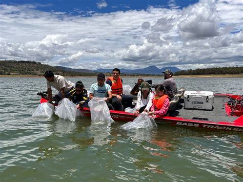 Compesca Siembra Mil Cr As De Tilapia En La Presa De Cointzio