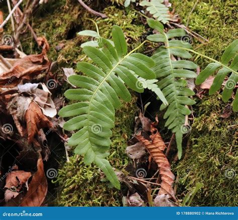 Polypodium Vulgare Growing on Solid Rock in the Forest, Common Polypody ...