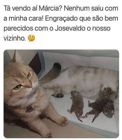 Catlovers Brasil On Instagram Tadinho