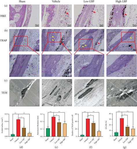 Histological And Histomorphometric Analysis For The Effects Of LBP On