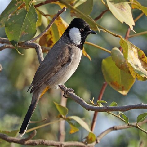 White Eared Bulbul Cc In South Western Asia From India Rbirding