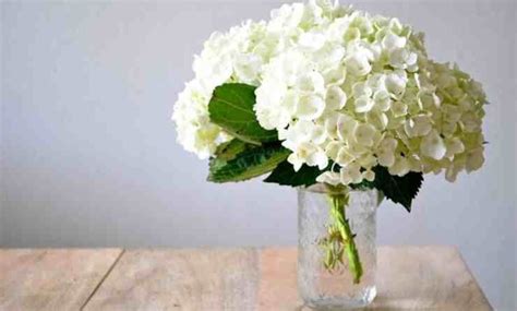 L Art De Cultiver Des Hortensias Blouissants Le Guide Ultime