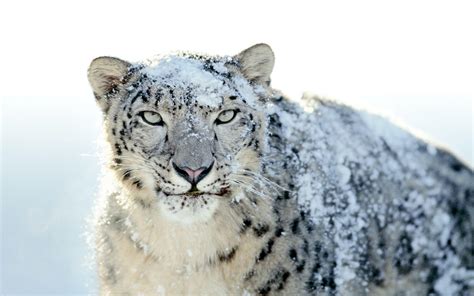 Mac OS X Snow Leopard Wallpapers HD - Wallpaper Cave