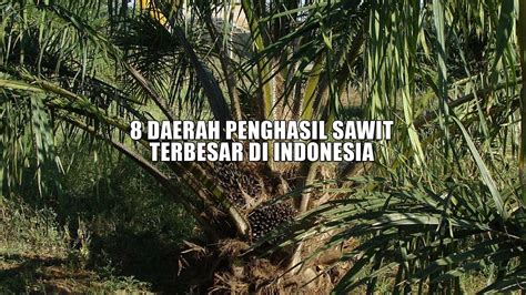 Bukan Kalimantan Inilah Daerah Penghasil Sawit Terbesar Di Indonesia