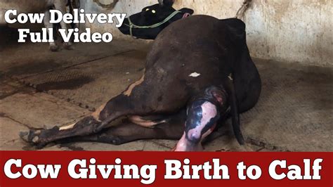 Cow Giving Birth To Calf Cow Delivery Full Video Youtube