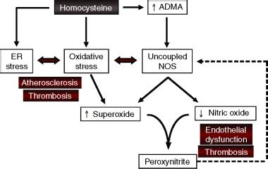 Mechanisms Of Homocysteineinduced Atherothrombosis Journal Of