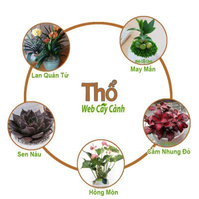 Top 99 cây cảnh phong thủy theo tuổi, theo mệnh trong nhà