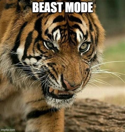 A Tiger With The Caption Beast Mode On It S Face Is Walking Away From