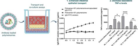 Polymersomes for protein drug delivery across intestinal mucosa ...