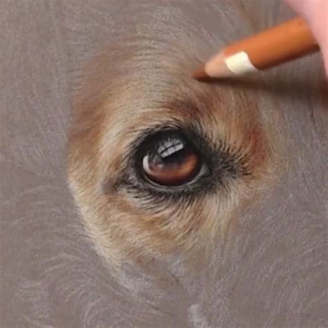 How to Draw Dogs' Eyes | Free Hints & Tips Download [Video] | Dog ...