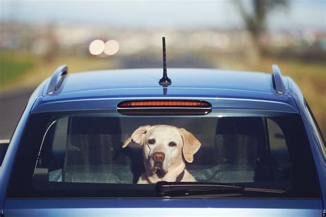 Chi Lascia Il Cane In Auto Commette Un Reato Il Salvagente