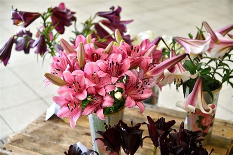 Bunte Lilien In Seychellen Stockfoto Bild Von Draussen 31779580