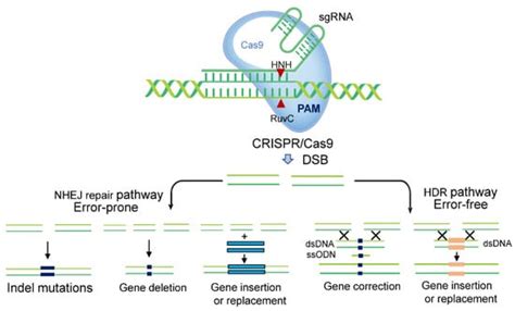 Horticulturae Free Full Text Crispr Cas Gene Editing For Fruit And