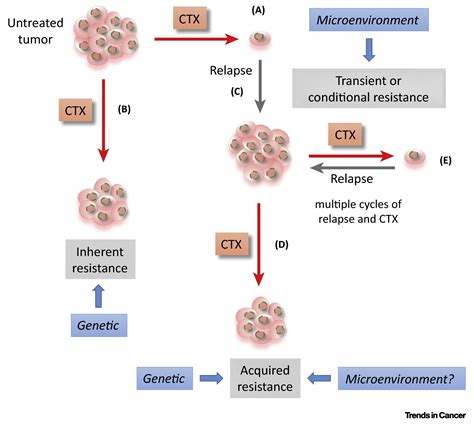 Tumorhost Cell Interactions In Ovarian Cancer Pathways To Therapy