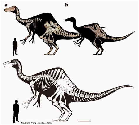 Deinocheirus mirificus | Esqueleto dinosaurio, Animales prehistóricos ...