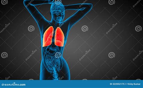 X Ray View Of Human Lung Respiratory System Stock Illustration