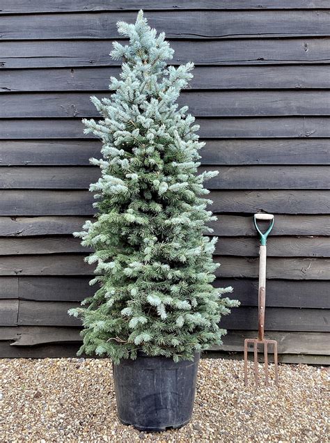 Picea Pungens Colorado Blue Spruce 170 180cm 55lt Arundel Arboretum