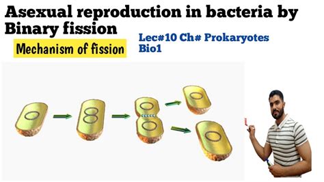 Asexual Reproduction In Bacteria By Binary Fission Method Lec In