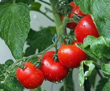 How To Fertilize Tomatoes Expert Tips For A Bumper Harvest Homes