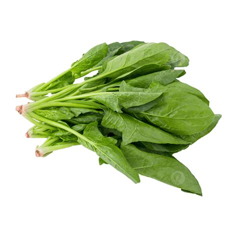 Spinach Png Picture Green Vegetables A Bunch Of Spinach Elements A