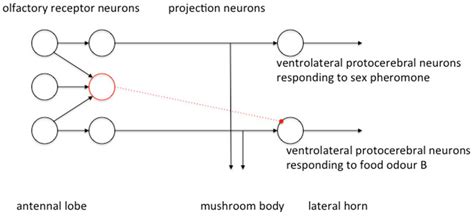 Parallel Organization Of Excitatory And Inhibitory Signals In The Pn