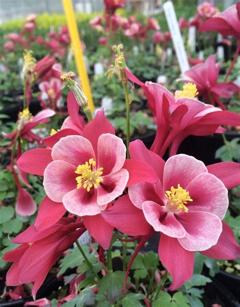 Aquilegia Caerulea Songbird Cardinal Columbine Garden Center Marketing