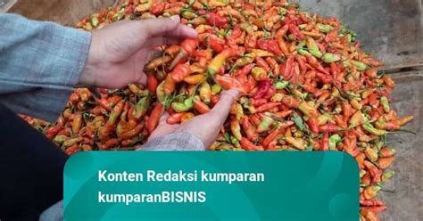 Harga Pangan Di Tengah El Nino Cabai Rawit Tembus Rp Per Kg