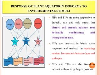 Aquaporins And Their Regulation In Plants Ppt