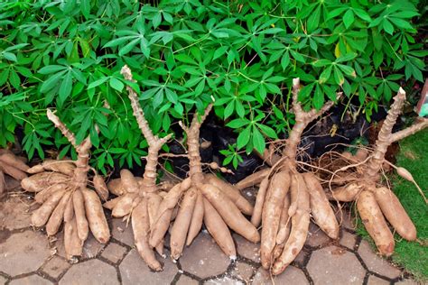 Cassava Yuca Manioc Tapioca Seeds Manihot Esculenta 8 Graines De Tapioca Graines Bulbes Jardin